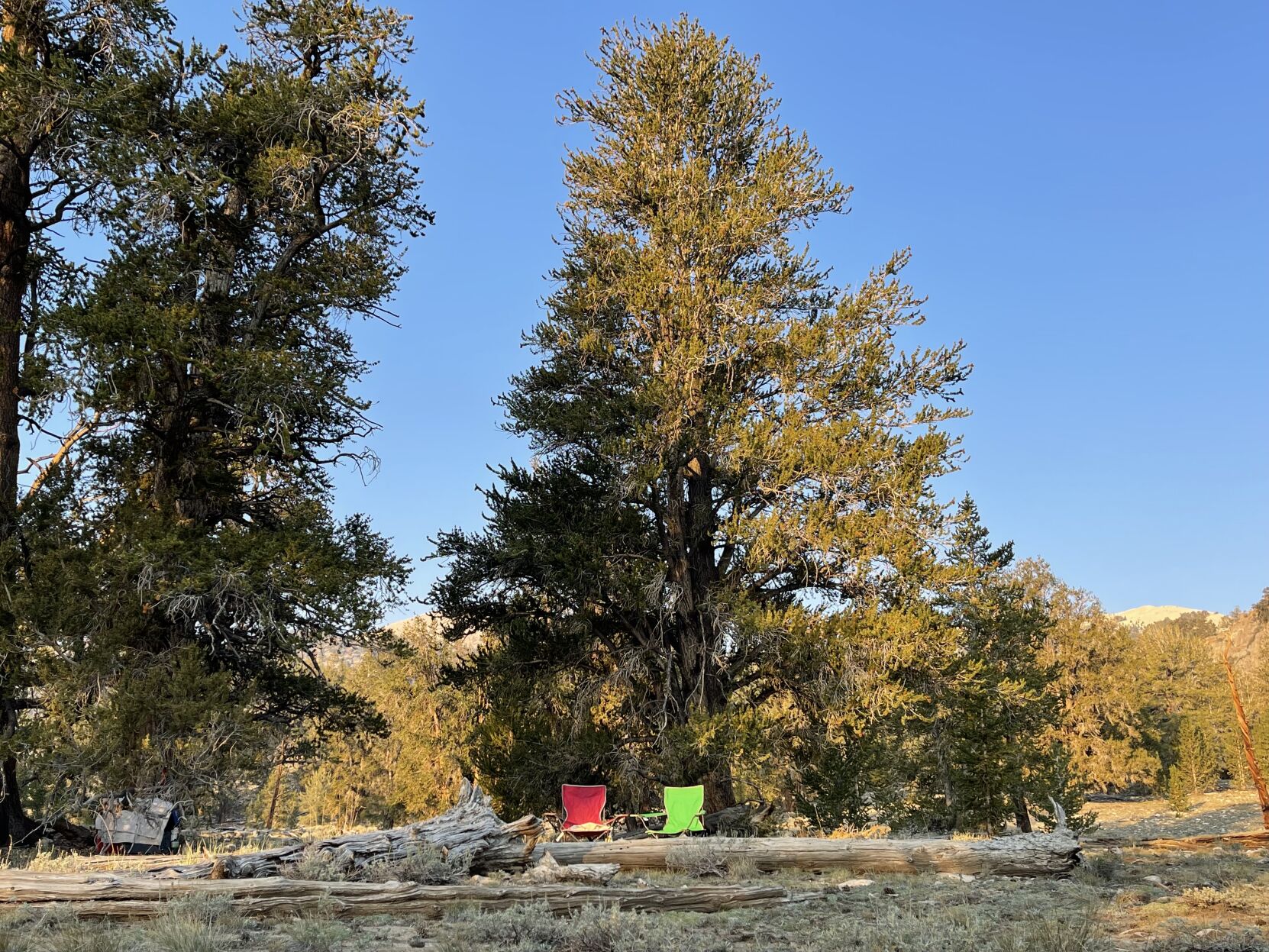 bristlecone dispersed camp photo